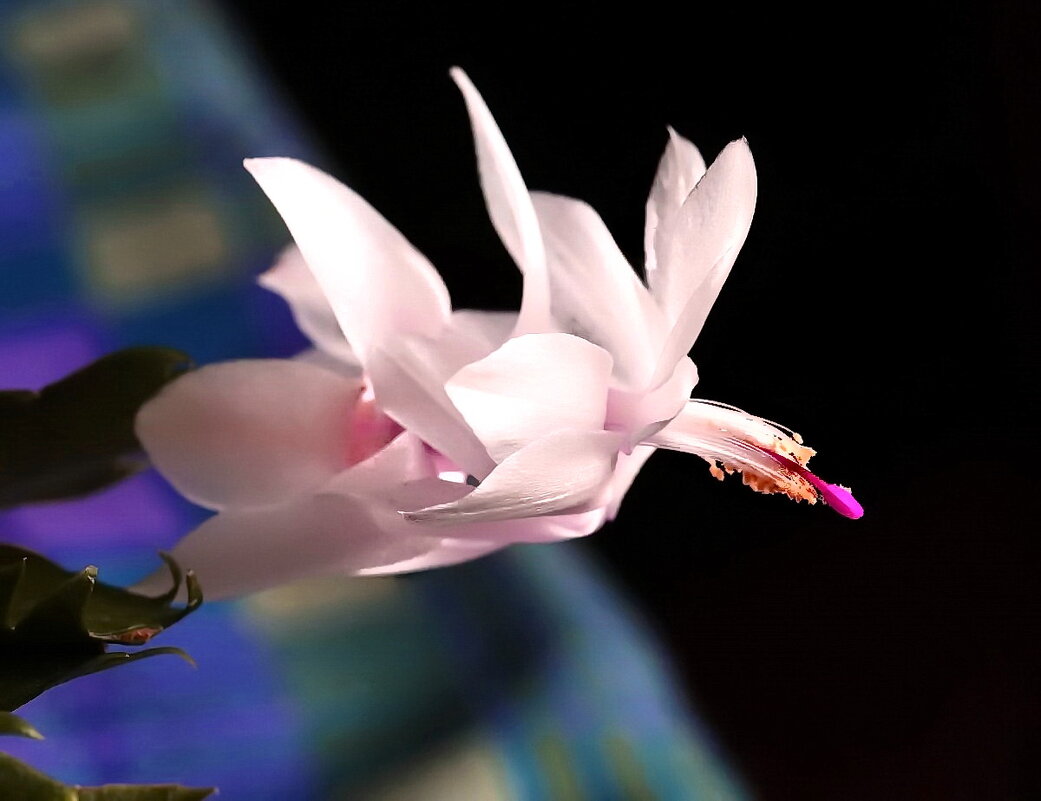 Розовое чудо - ZNatasha -