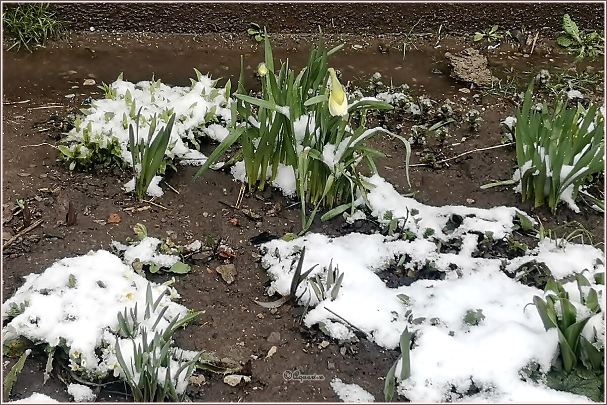 «Никогда такого не было, и вот опять» - Aquarius - Сергей