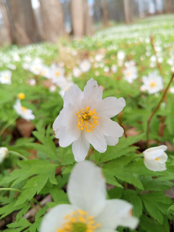 Ветреница - Сапсан 