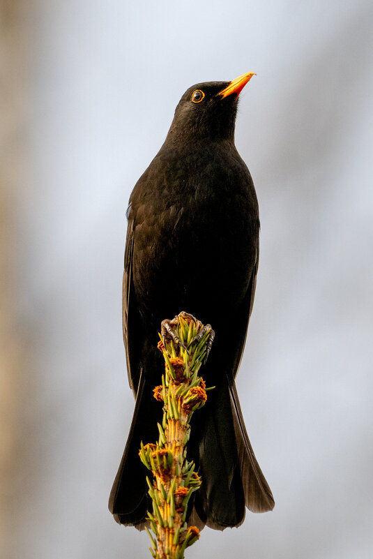 Черный дрозд - Владимир Лазарев