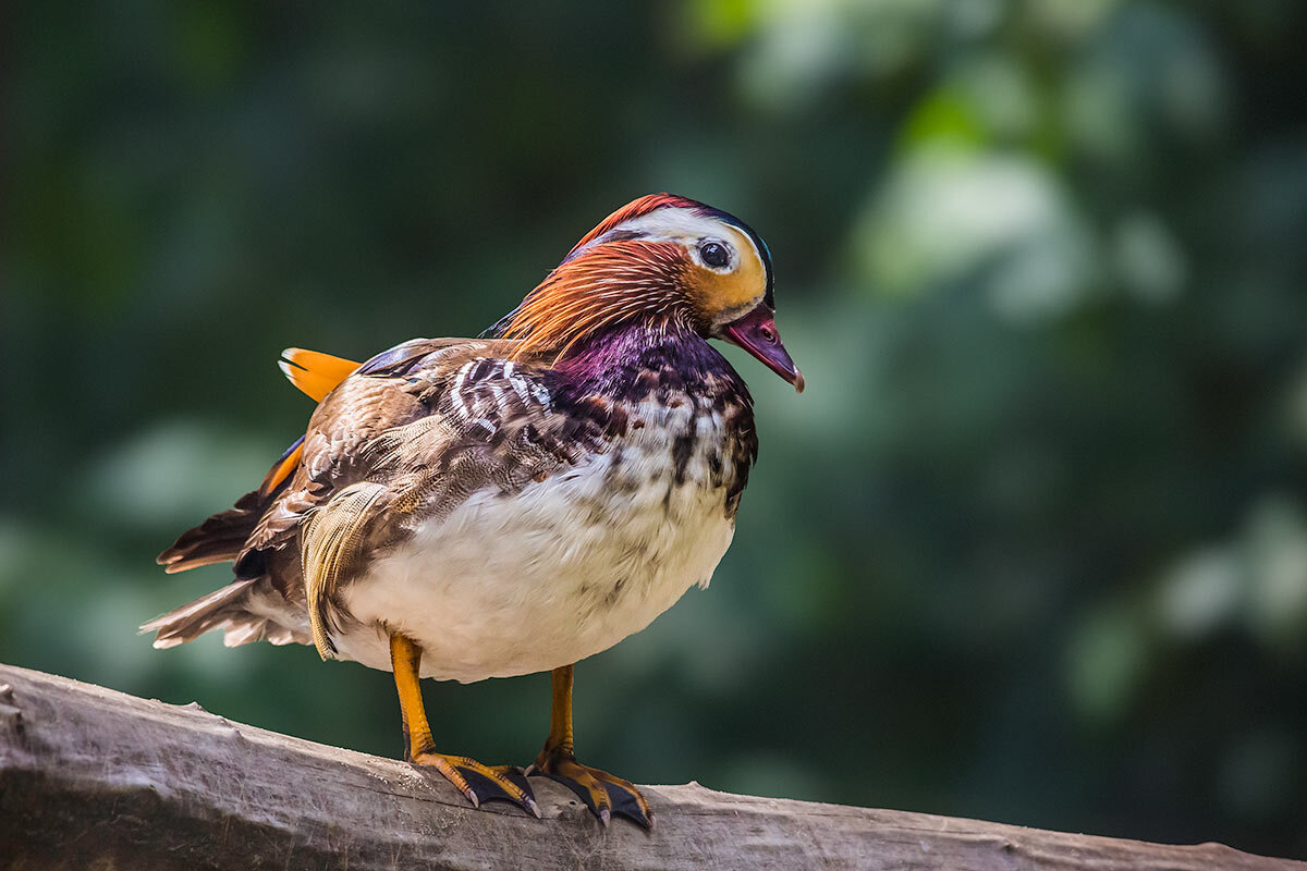 Мандаринка - SanSan 