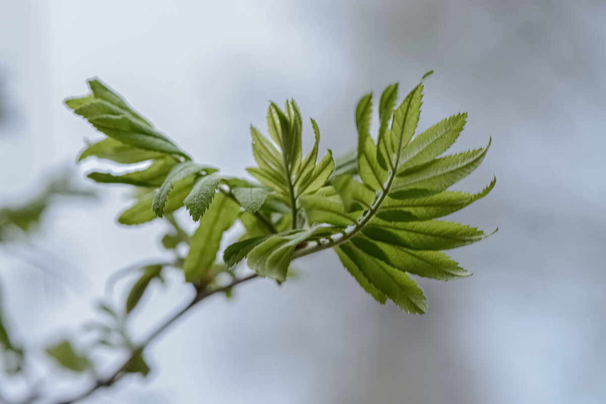 Птица весна. - Николай 