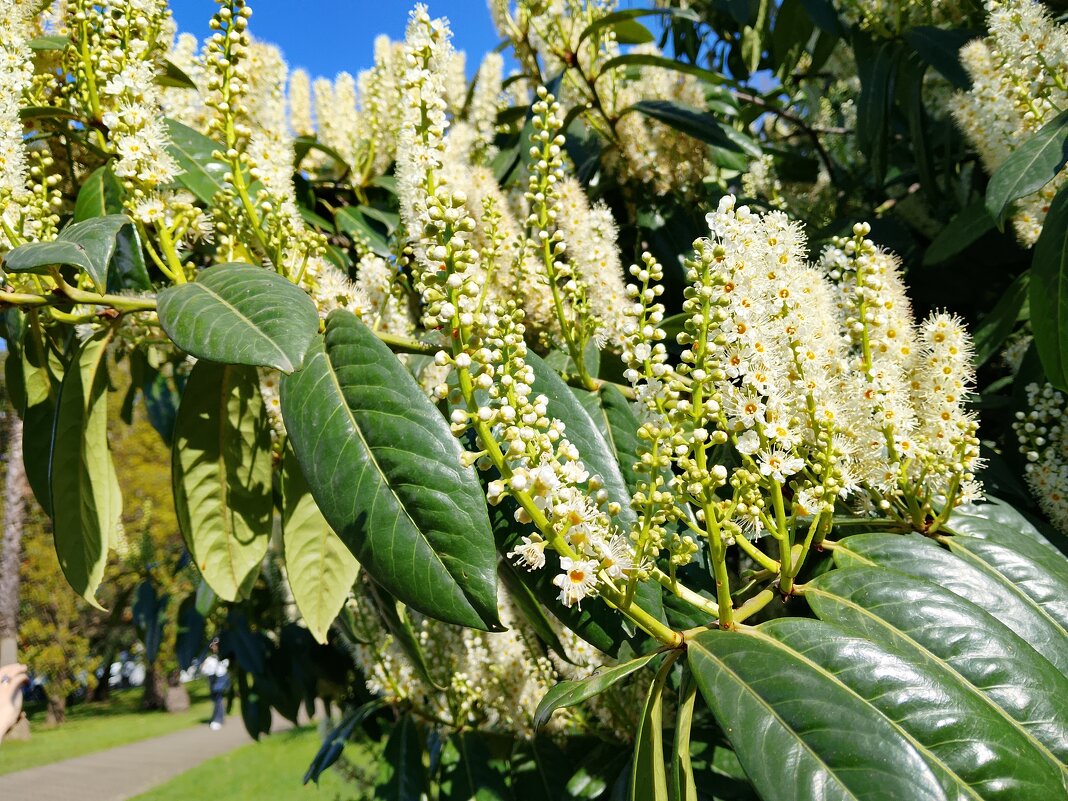 ЛАВРОВИШНЯ - Tata Wolf