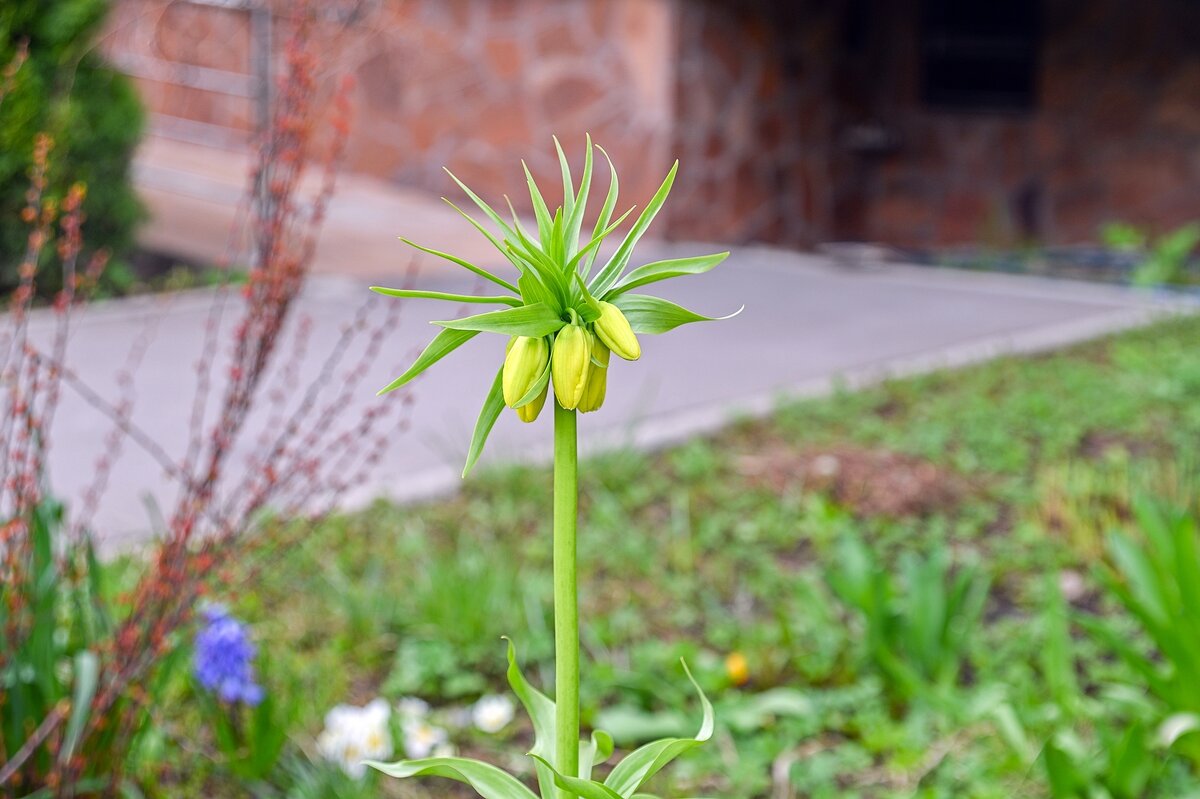Рябчик императорский  решил расцвести - Валерий Иванович