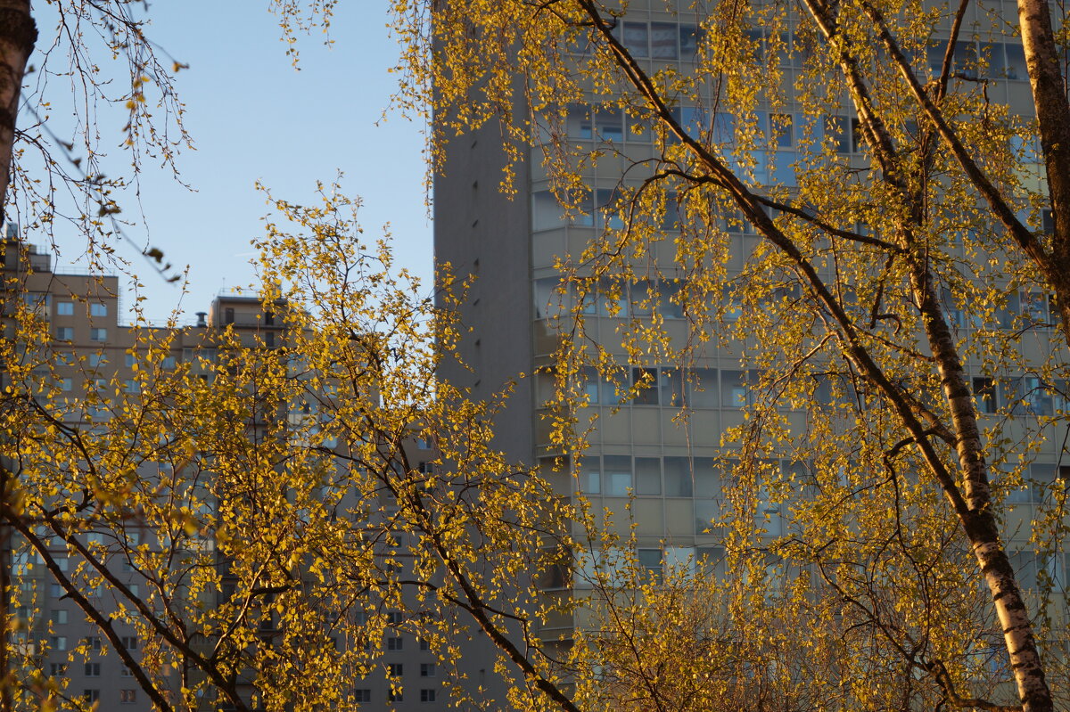 Золотые деревья! - Anna-Sabina Anna-Sabina