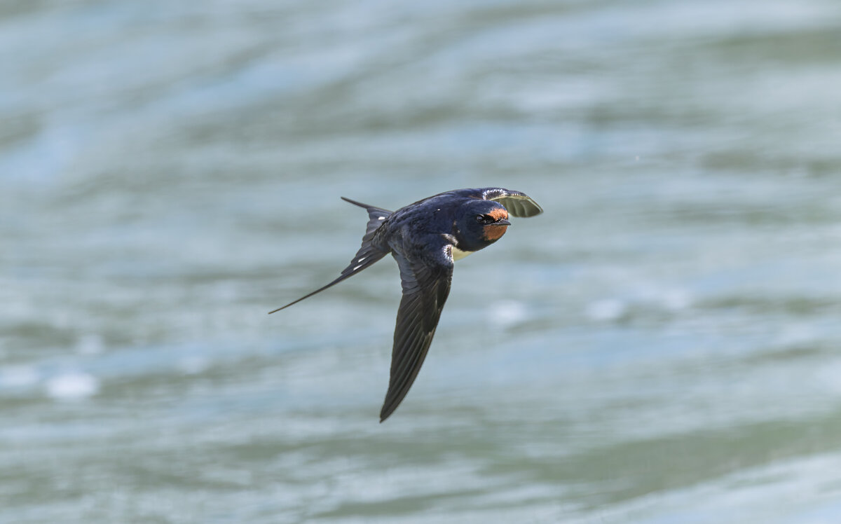 ласточка деревенская. - юрий макаров