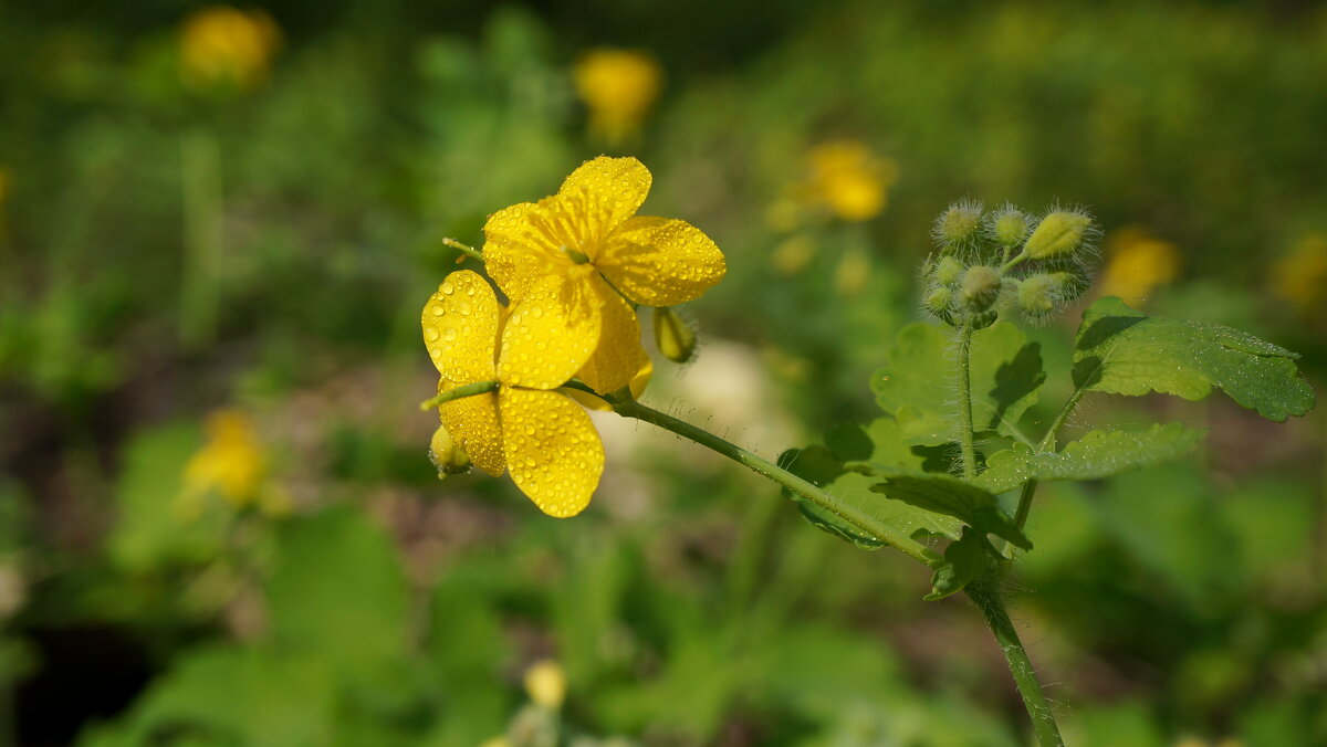 ! - Вен Гъновски