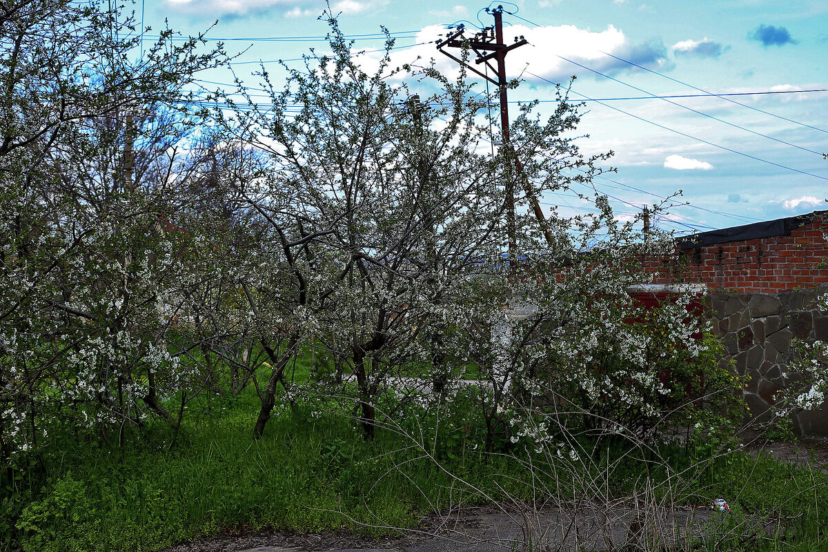 Небо и цветы - Юрий Гайворонскiий