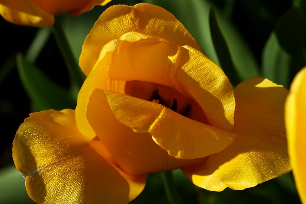 Доброе утро - Юрий. Шмаков