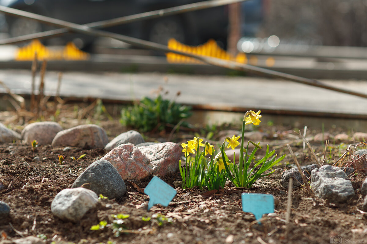 Минолта 100/2 - Иваннович .