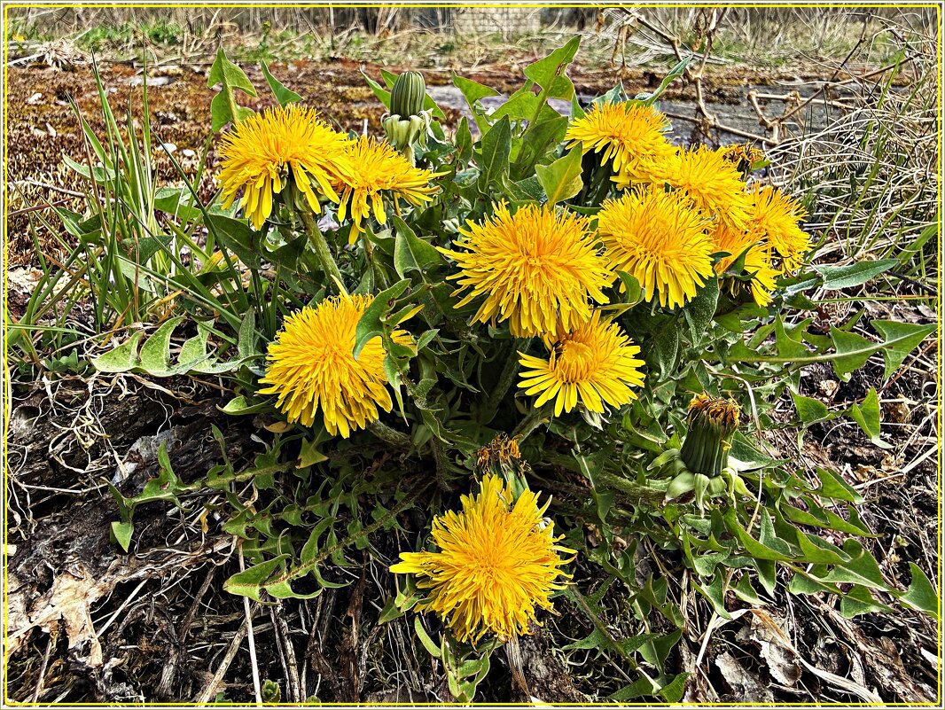 Одуванчики. - Валерия Комова