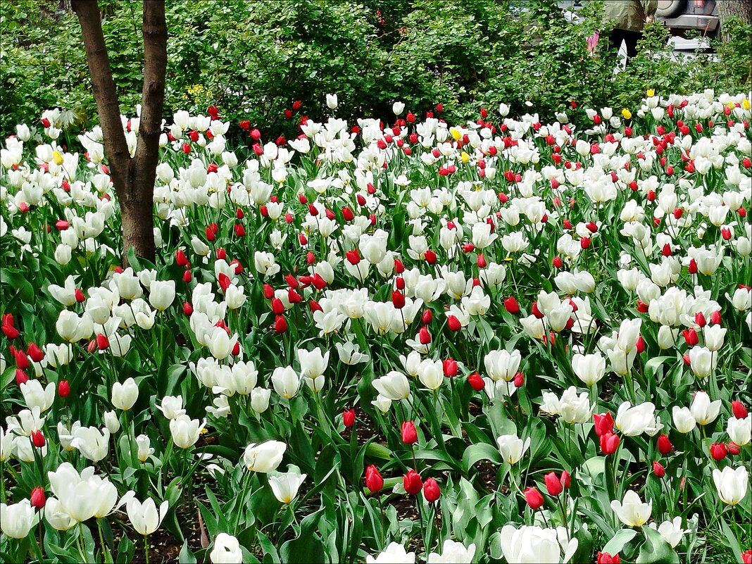 Море тюльпанов! - Надежда 