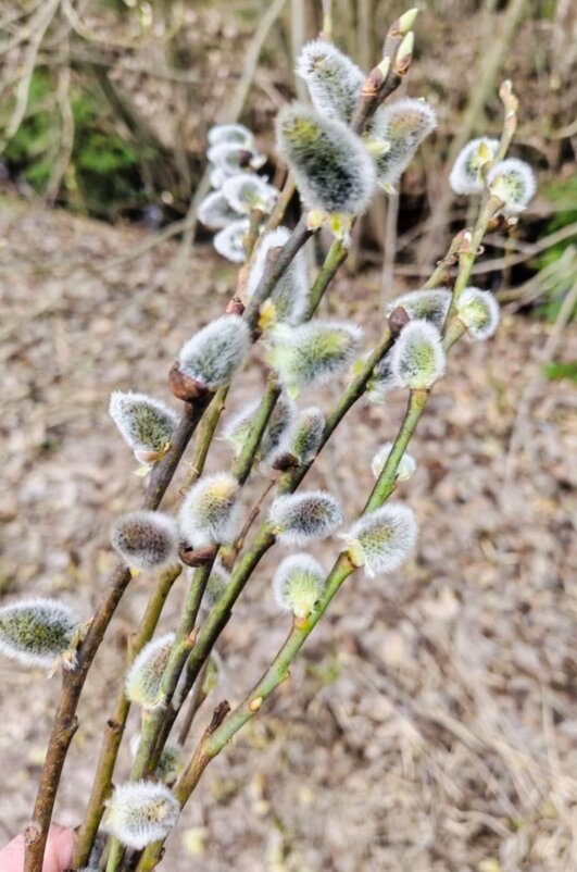 Весеннее - Елена Семигина