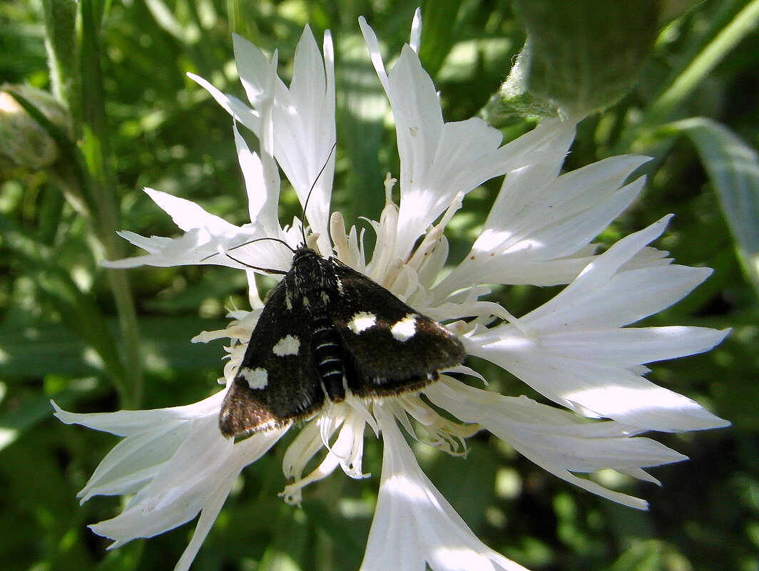 Бабочка. - nadyasilyuk Вознюк