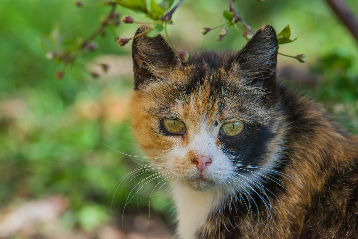 Зоркий взгляд. - Sergey (Apg)