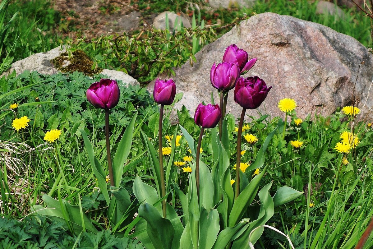 Тюльпаны - Рита Симонова