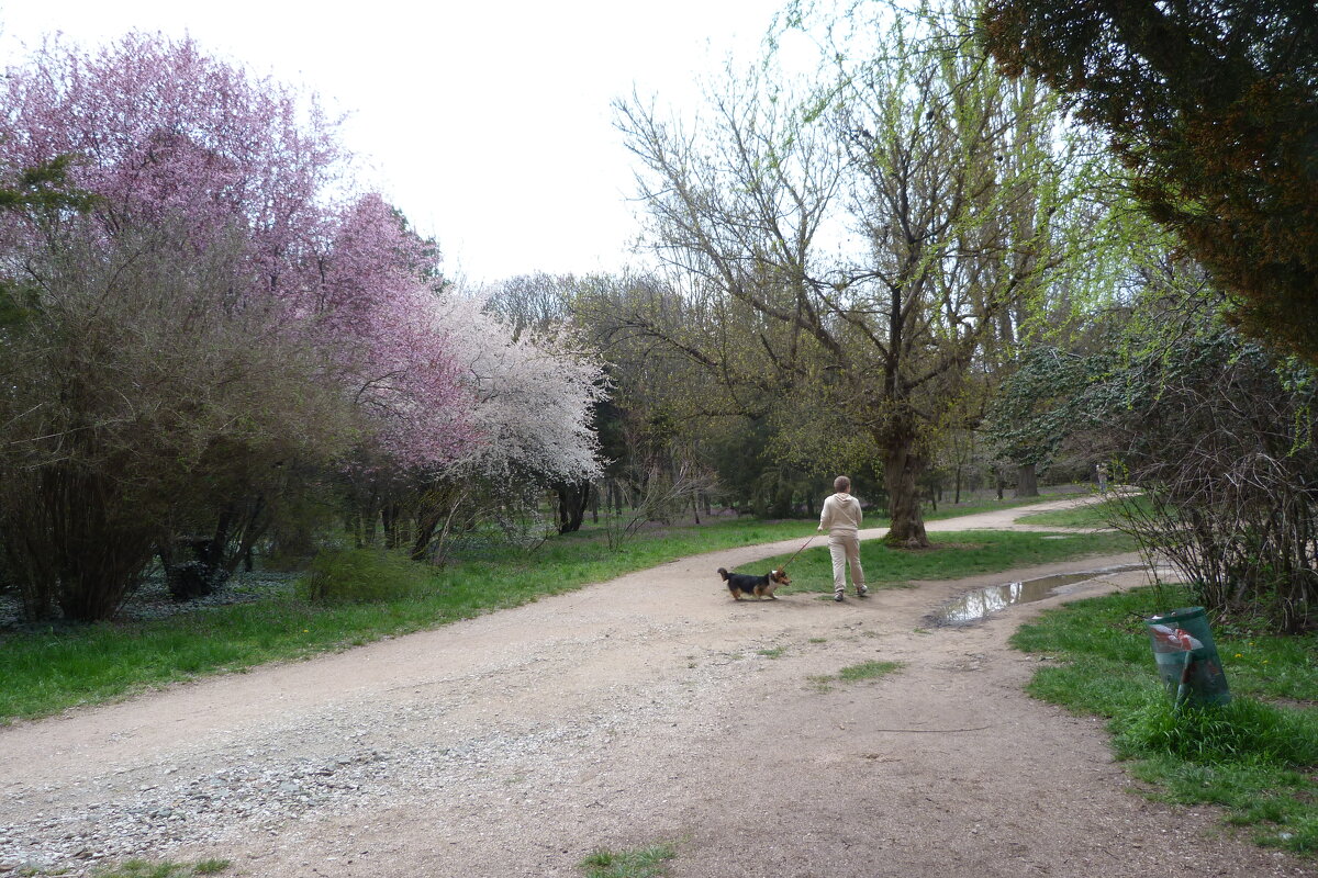 Мальчик с собачкой - Валентин Семчишин