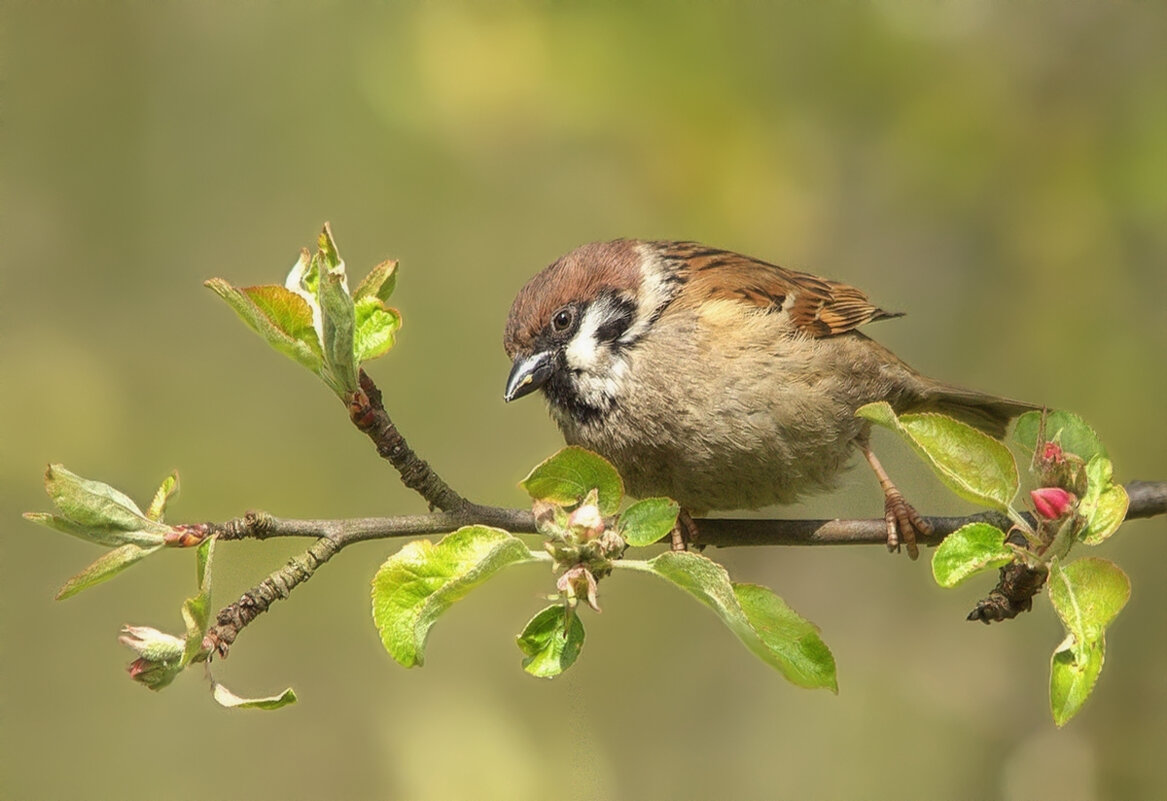 ... - Вячеслав Минаев