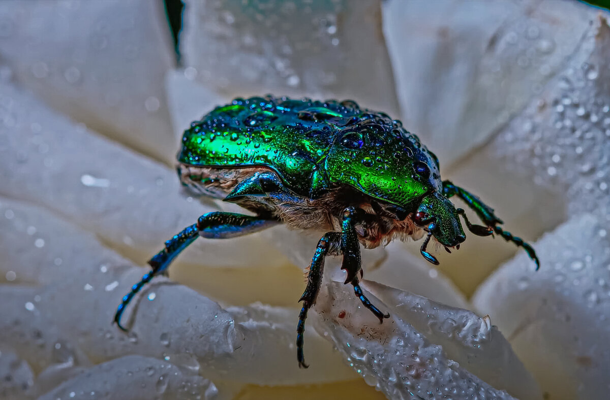 Золотистая бронзовка - Aleksey Afonin