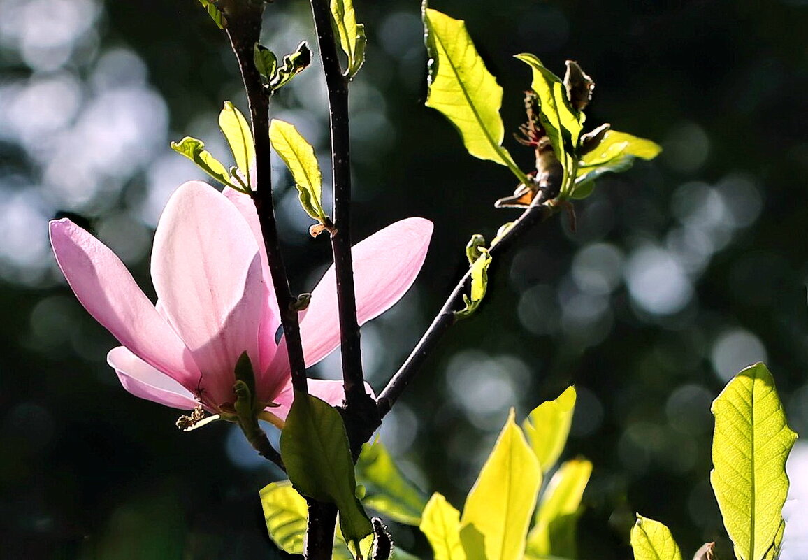 Розовый цветок - ZNatasha -