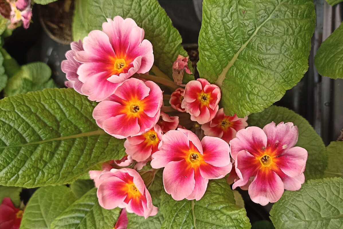 Примула - Татьяна Тюменка