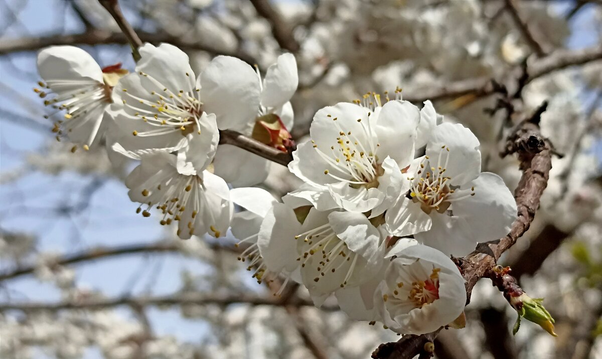 Весенний цвет - Татьяна Тюменка