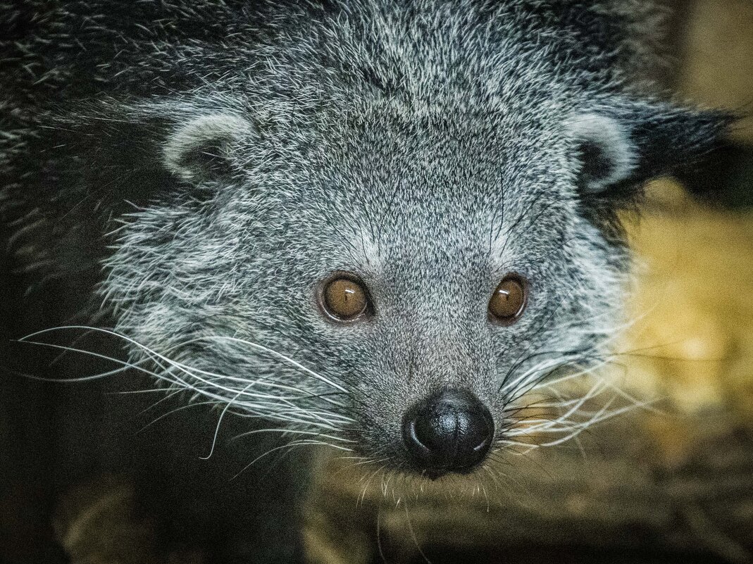 бинтуронг - Аркадий Лаптенко