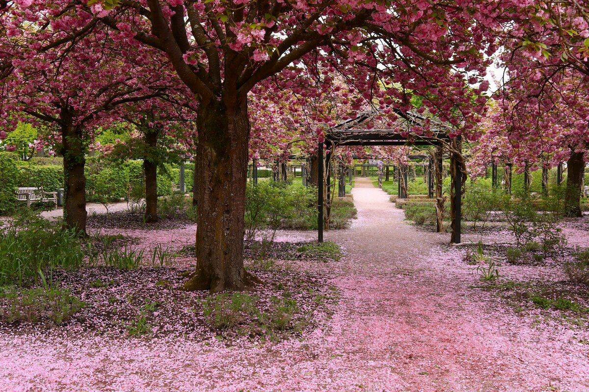 После розовой метелицы - Юрий. Шмаков