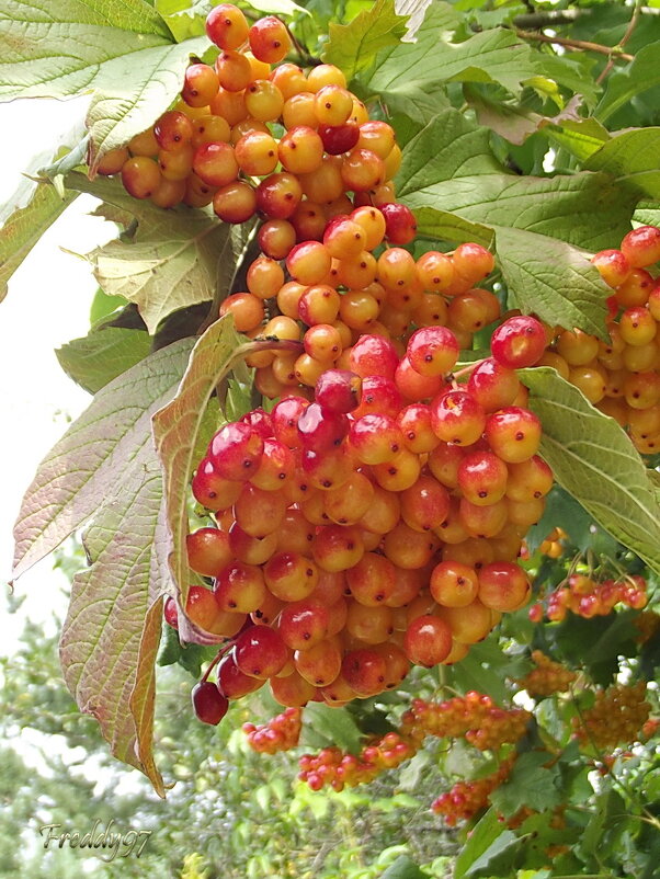 Калина - Freddy 97