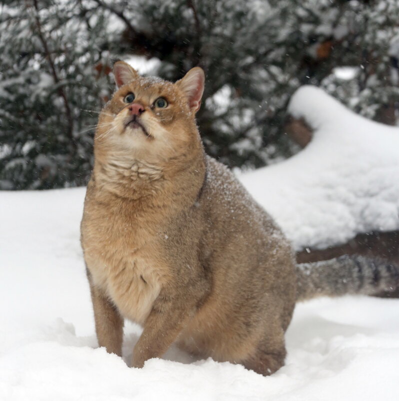 камышовый - Михаил Бибичков