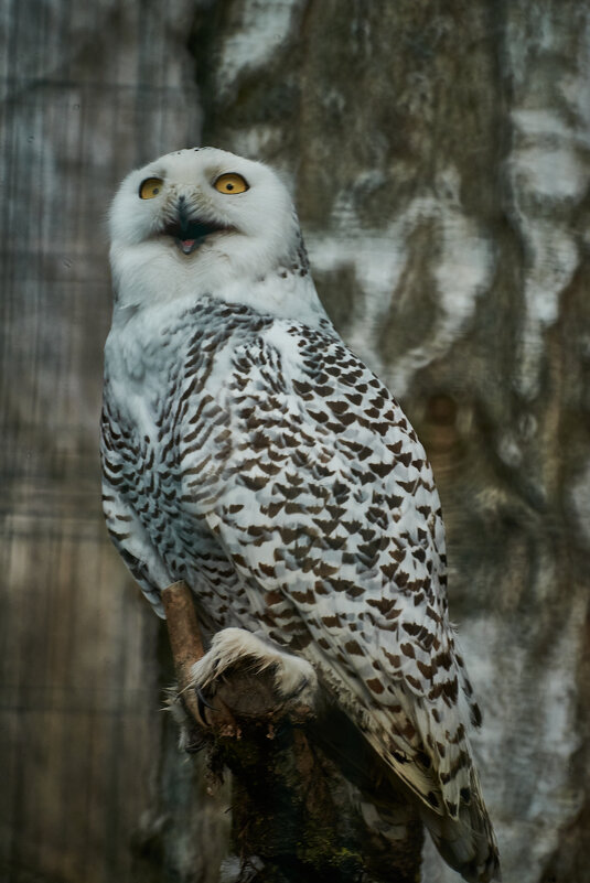 Полярная Сова - Александр Леонов
