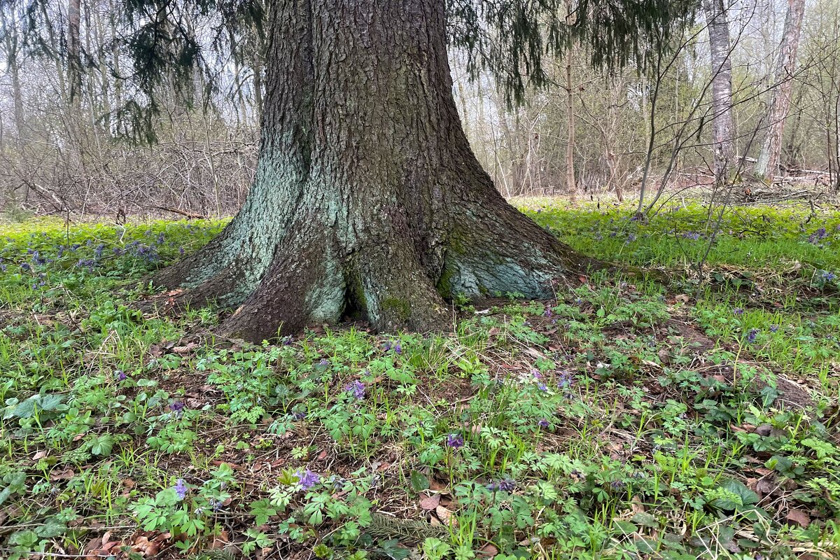 В лесу - Андрей Л. В.