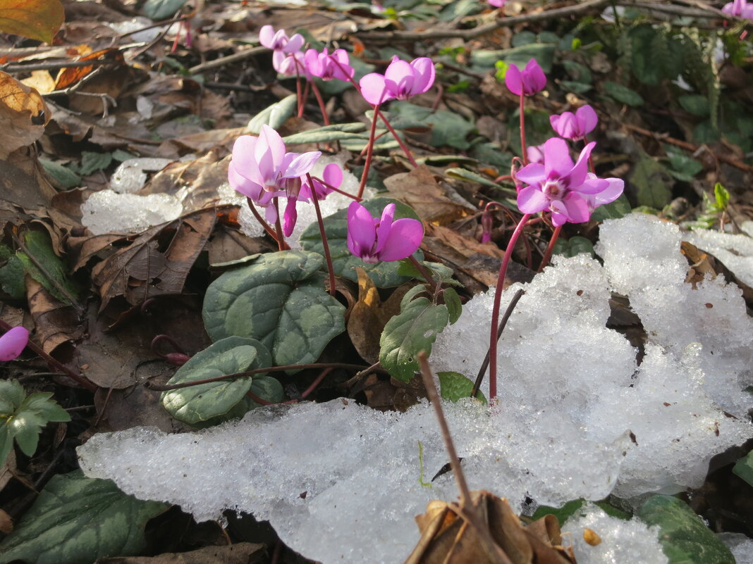 В лесу - Валерий 