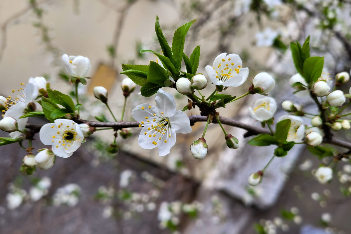 Не смотря на холода, вишня зацвела - Татьяна Машошина