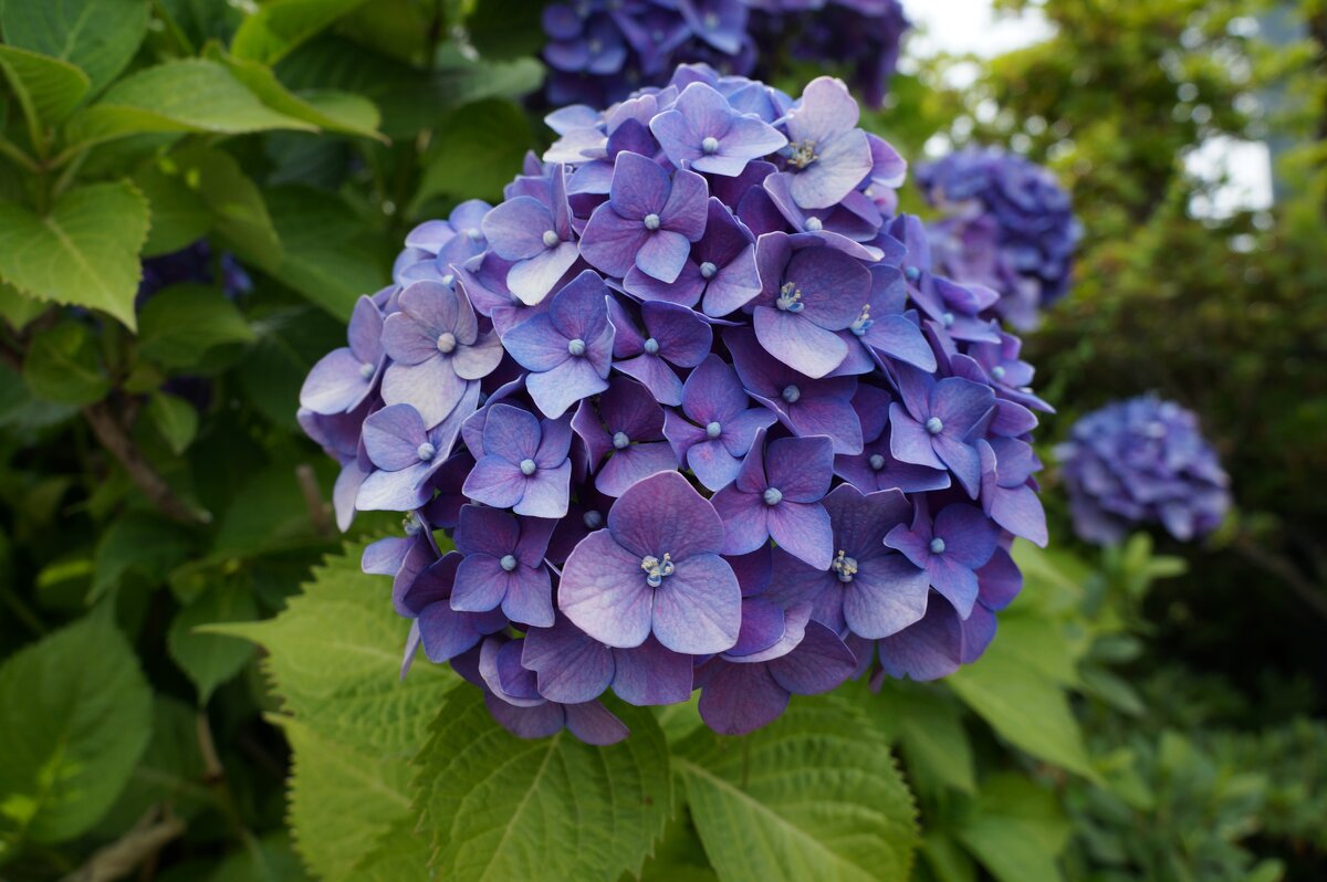 Память .... - Алёна Савина