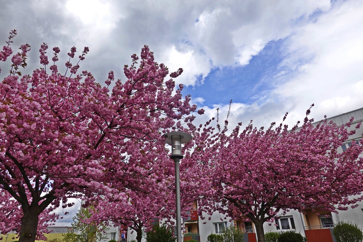 Вишнёвый рай... - Галина 