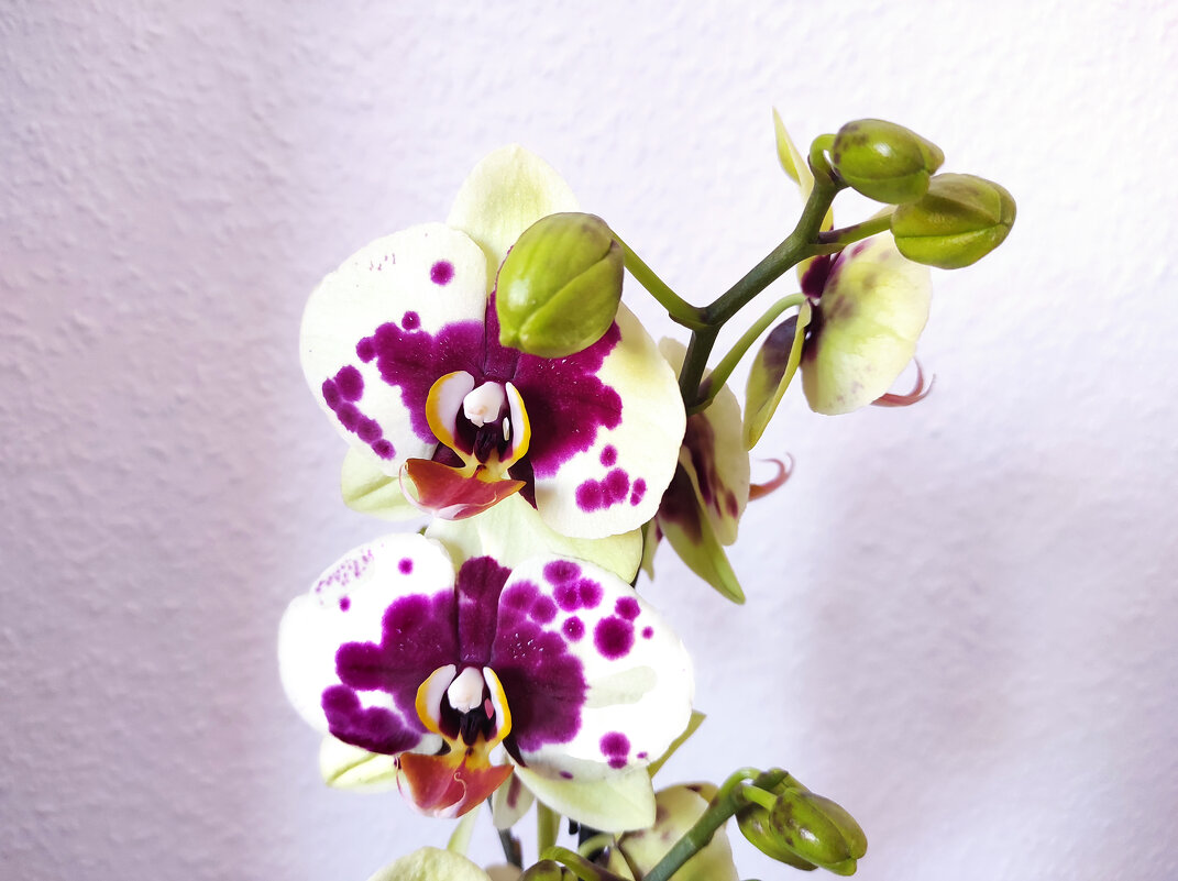 Орхидея - Елена Галата