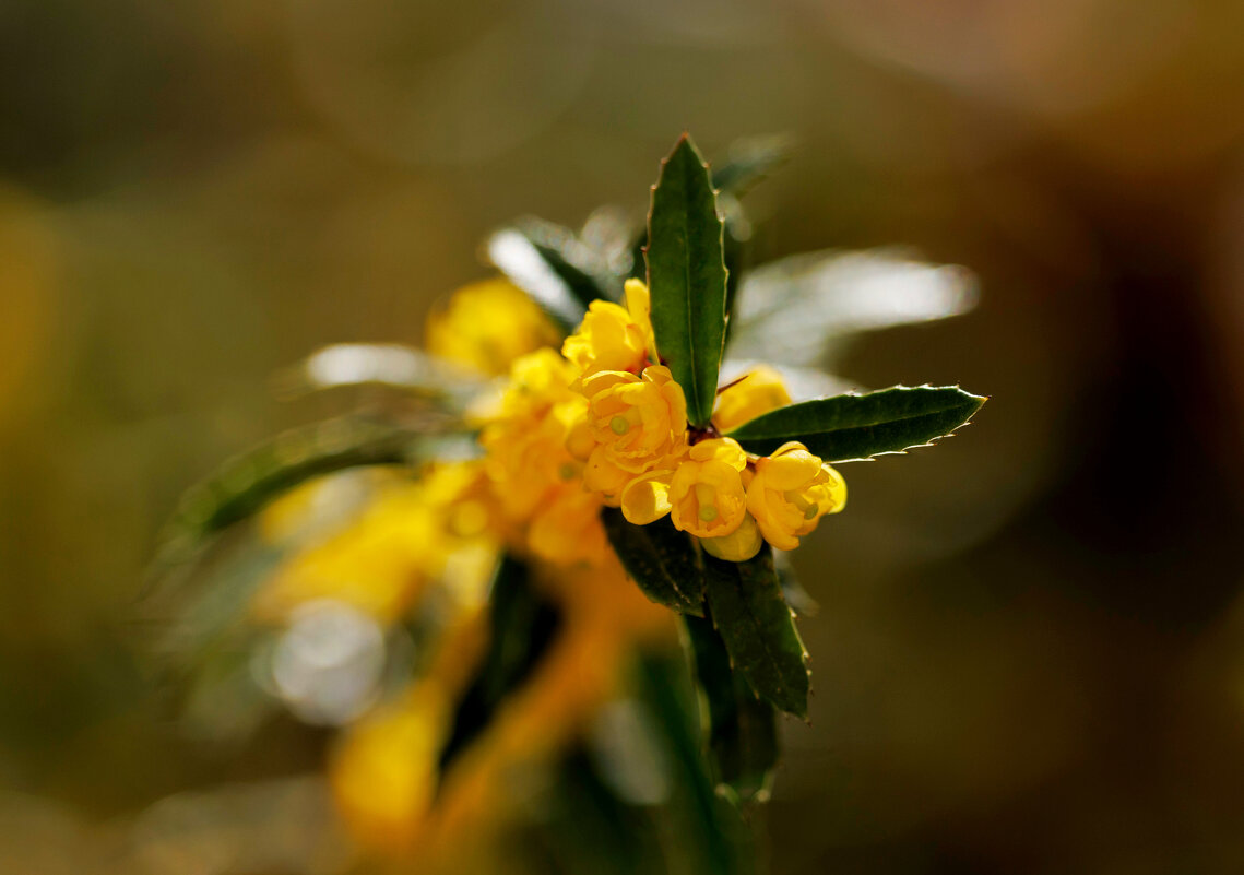 Весеннее возраждение - Светлана Тихонина