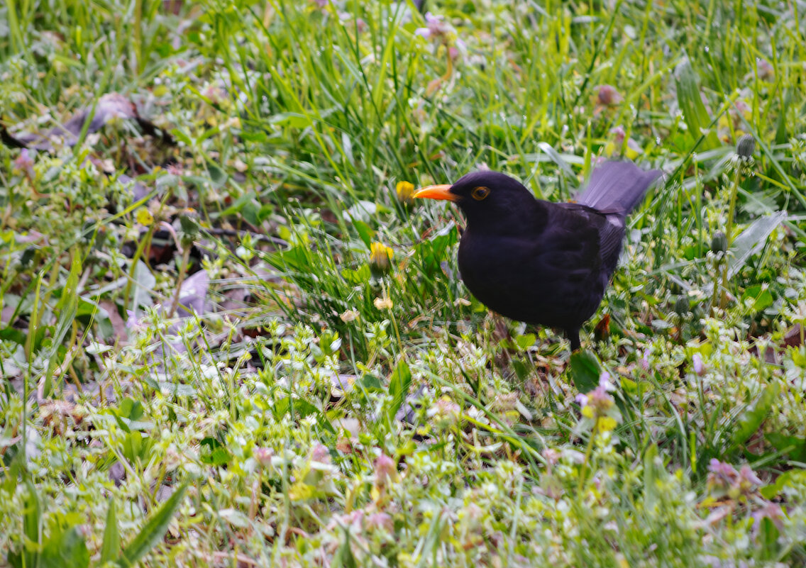 *** - Игорь Протасов