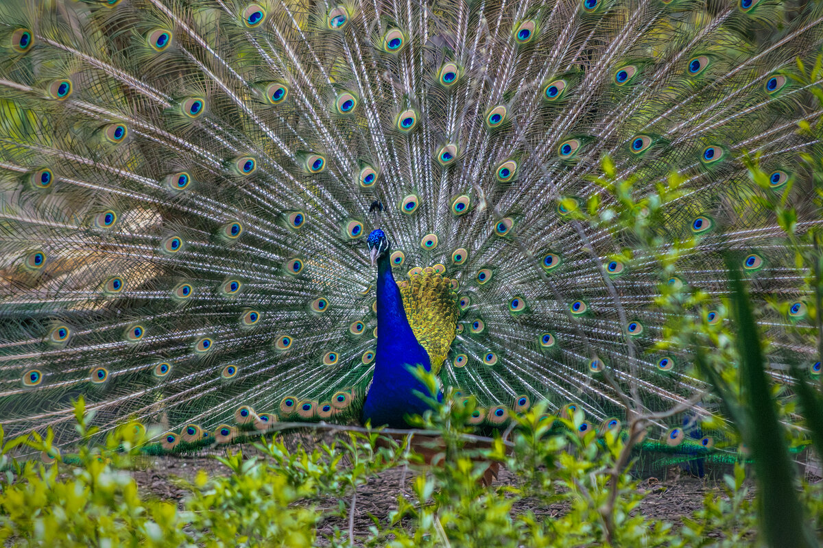 *** - Игорь Протасов