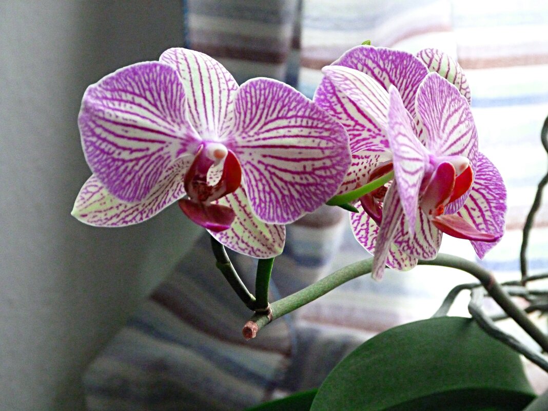 красота - Николай 