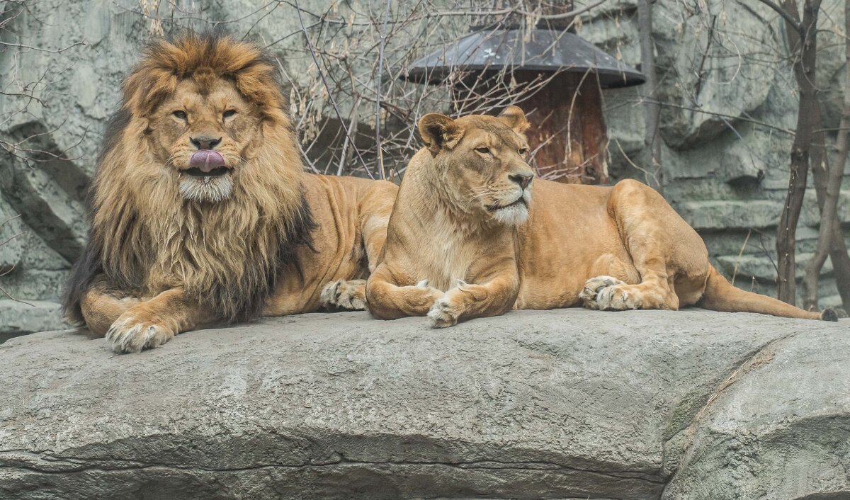 ПРАЙД - Аркадий Лаптенко