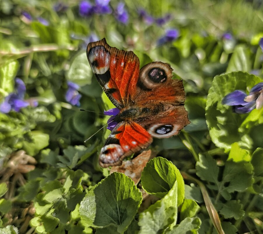 ...запахло весной.. - Георгий Никонов