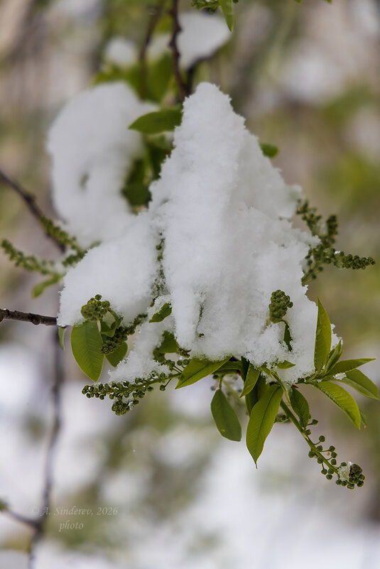 Ветка в апреле - Александр Синдерёв