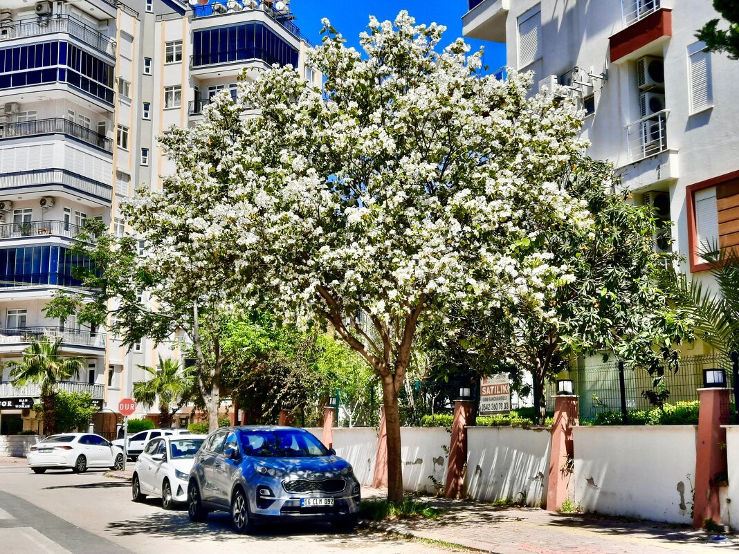 Весна в Анталье - Eldar Baykiev