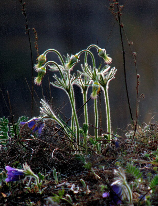 Проснулась и поднялась сон-трава. - nadyasilyuk Вознюк