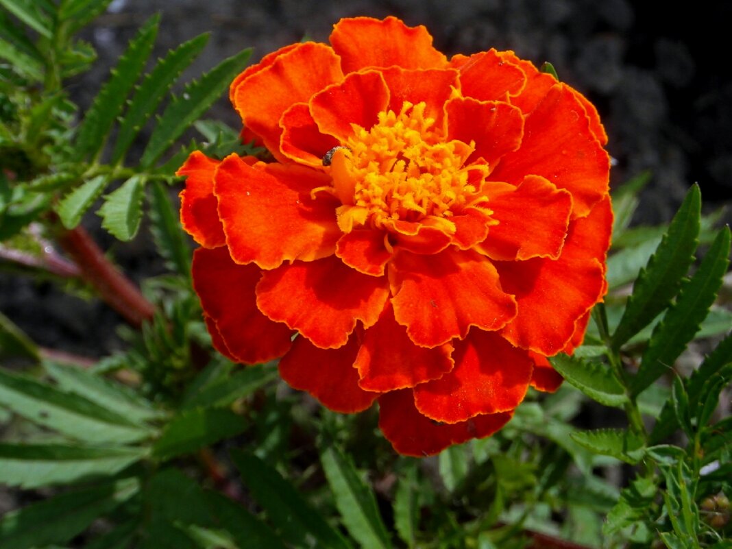 Бархаток. - nadyasilyuk Вознюк