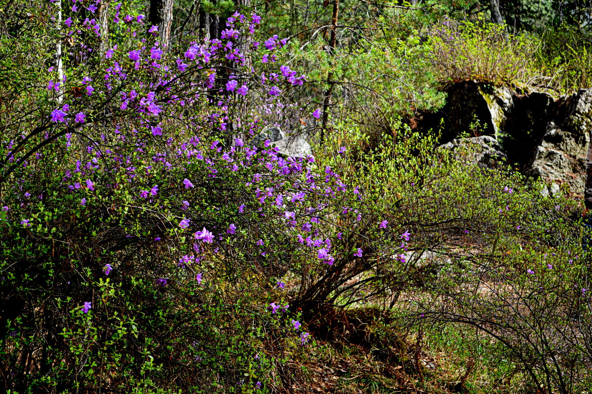22 апреля - День Земли - Татьяна Лютаева