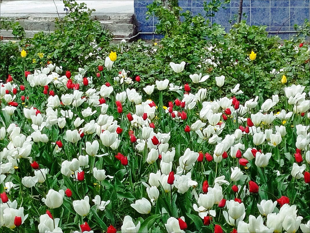 Цветочная поляна! - Надежда 