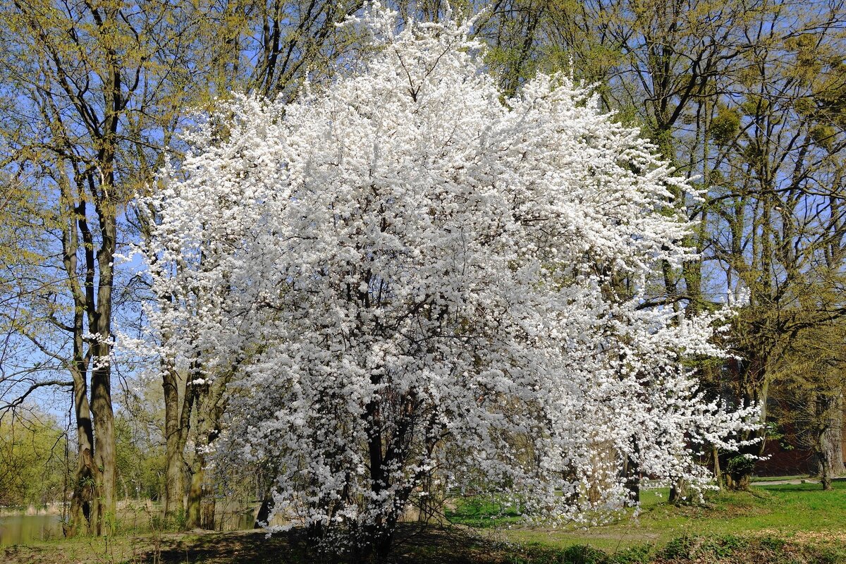 Цветущий апрель - Рита Симонова